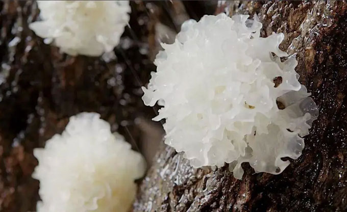 5 major skin care effects of Tremella polysaccharides