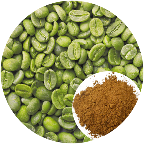 Functions of Green Coffee Bean Extract