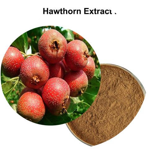 Functions of Hawthorn Extract
