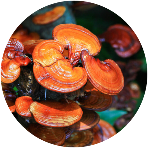 How do reishi mushrooms work to promote better health?