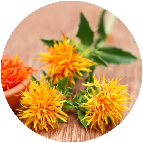 Functions of Safflower Extract