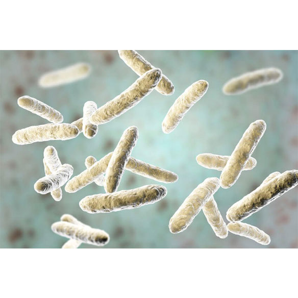 Bifidobacterium Lactis 