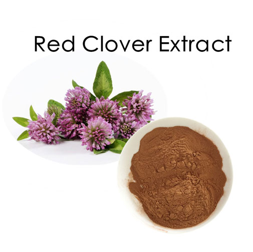 China Red Clover Extract Factory