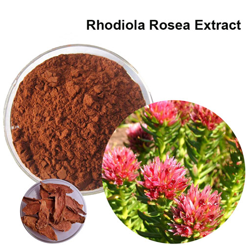 China Rhodiola Rosea Extract