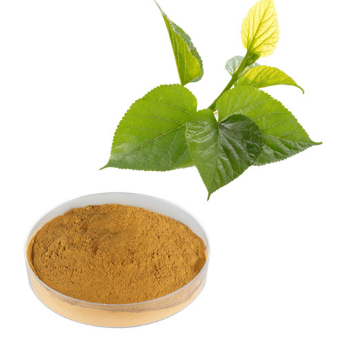 White Mulberry Leaf Extract Bulk1