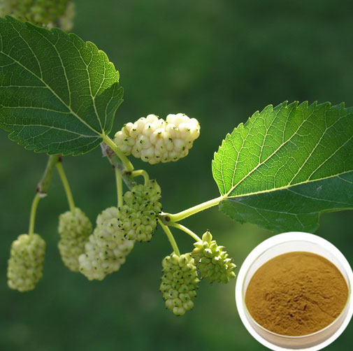 White Mulberry Leaf Extract Bulk2